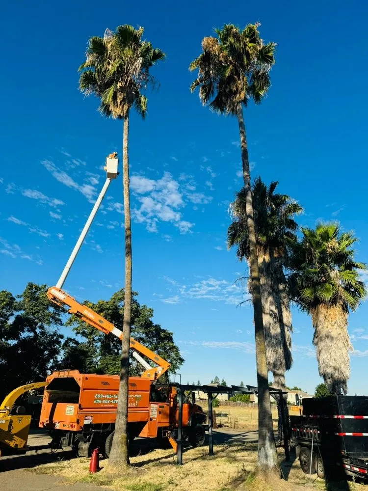 Reliable outdoor landscaping in Stockton, CA by Apes Tree Service