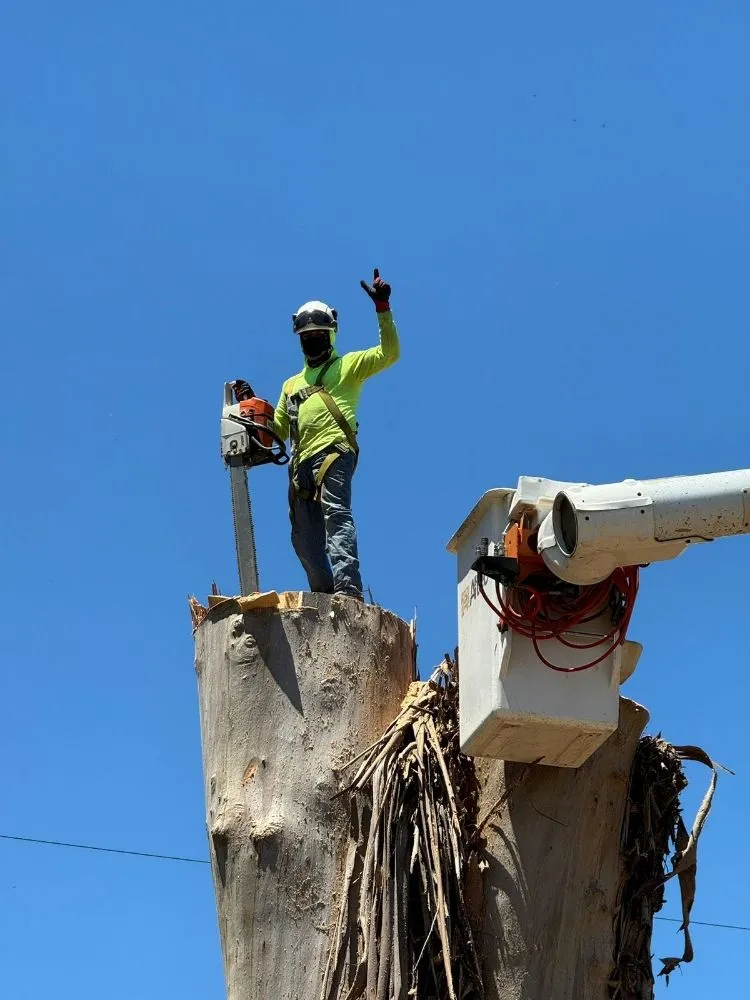 Affordable yard maintenance in Stockton, CA - Apes Tree Service