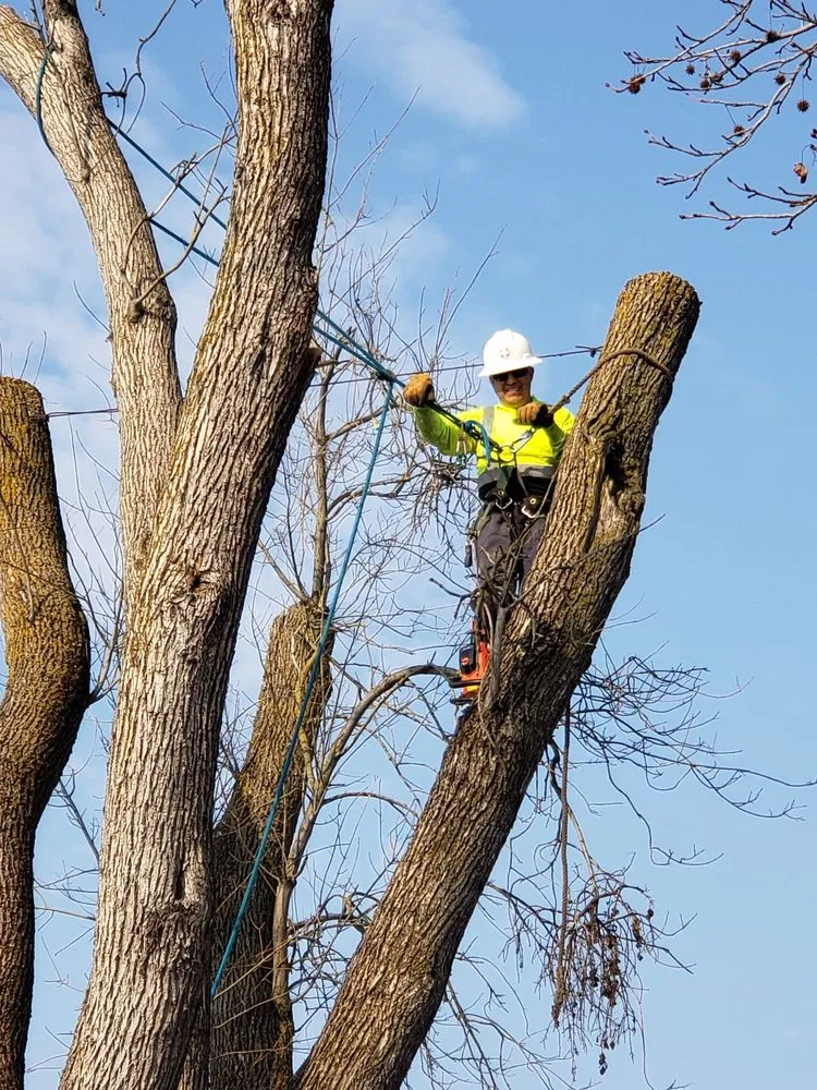 Reliable landscaping services for year-round maintenance in Stockton, CA by Apes Tree Service