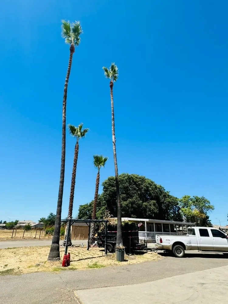 Local residential landscaping in Stockton, CA by Apes Tree Service