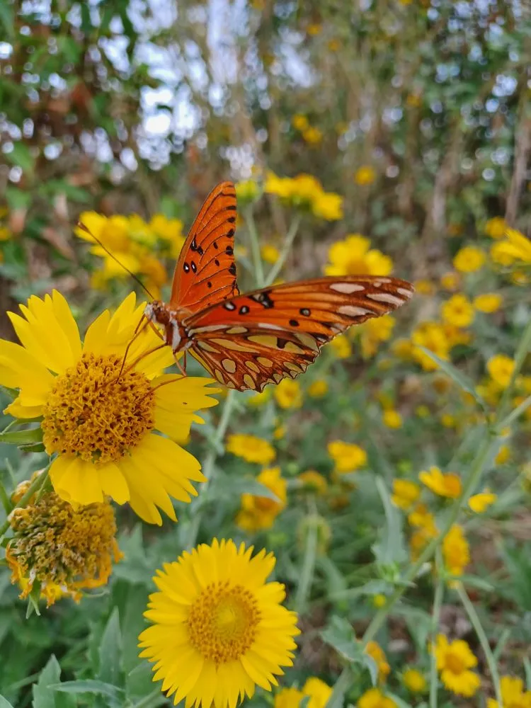 Top-rated landscape design experts serving Burton, TX - Apex Greenscapes