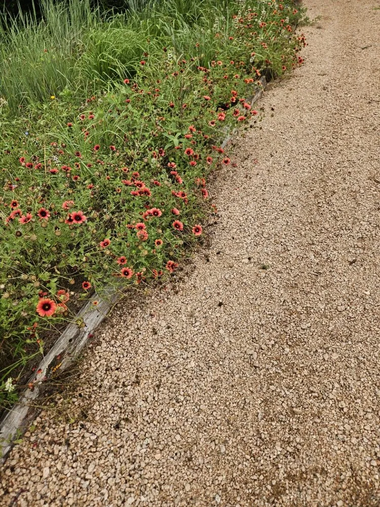 Top-rated landscape installation in Burton, TX by Apex Greenscapes