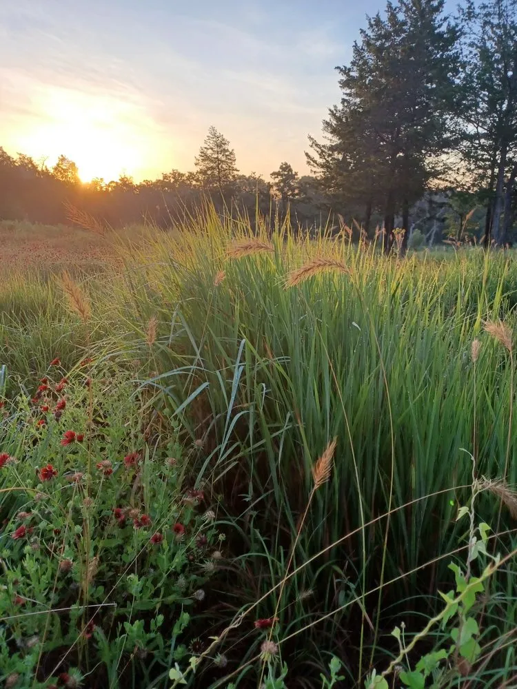Custom outdoor landscaping for beautiful yards across Burton, TX - Apex Greenscapes