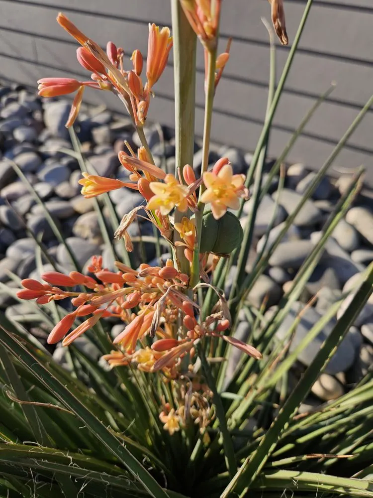Reliable garden landscaping for beautiful yards across Burton, TX - Apex Greenscapes