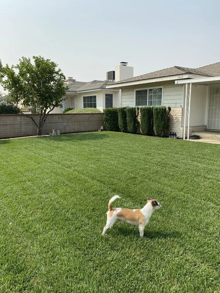 Local lawn care service for residential properties across Riverside, CA - Apex Landscape Innovations