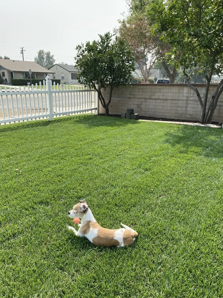 Local landscaping services in Riverside, CA - Apex Landscape Innovations