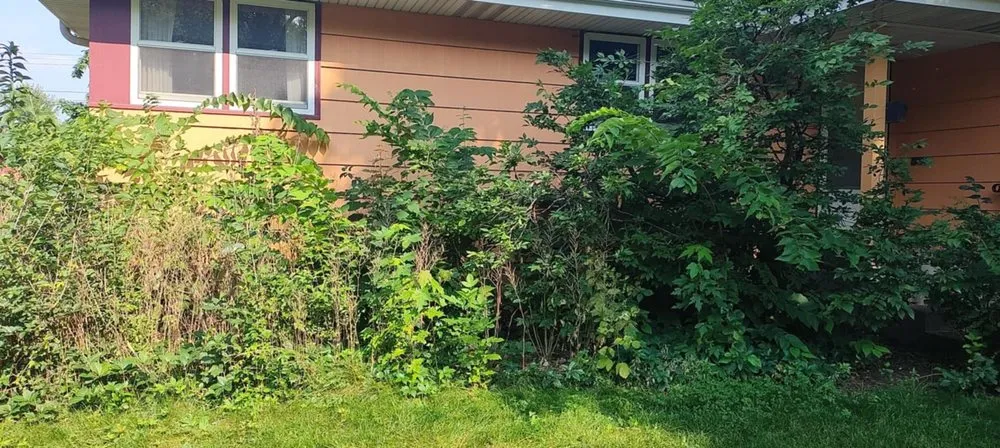 Trusted yard cleanup service in St Paul, MN - Apex Landscaping