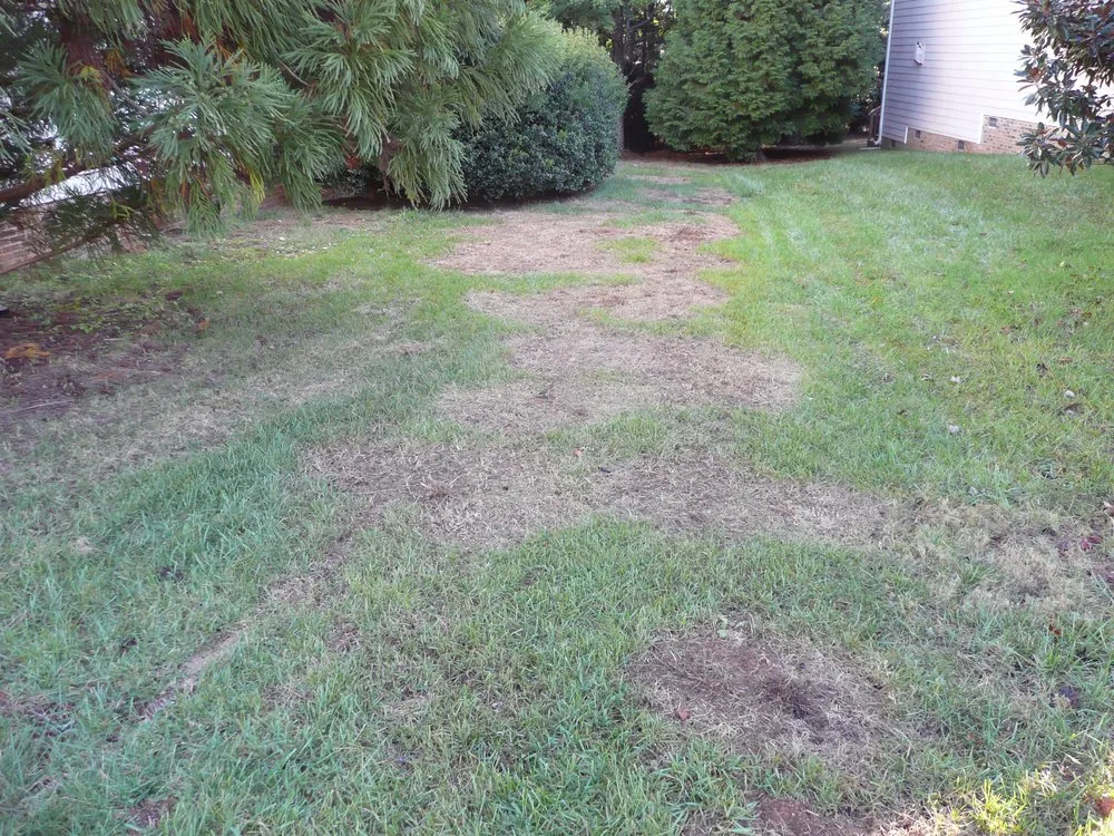 Expert residential landscaping experts serving Apex, NC - Apex Lawn Company