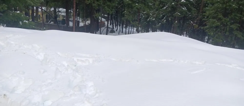 Local landscaping services in Paradise, CA by Apex Lawncare