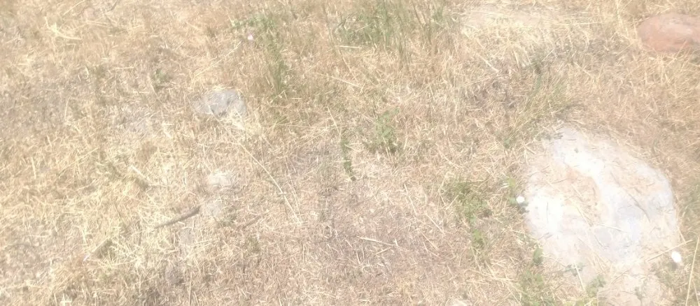 Reliable lawn mowing service for beautiful yards in Paradise, CA by Apex Lawncare