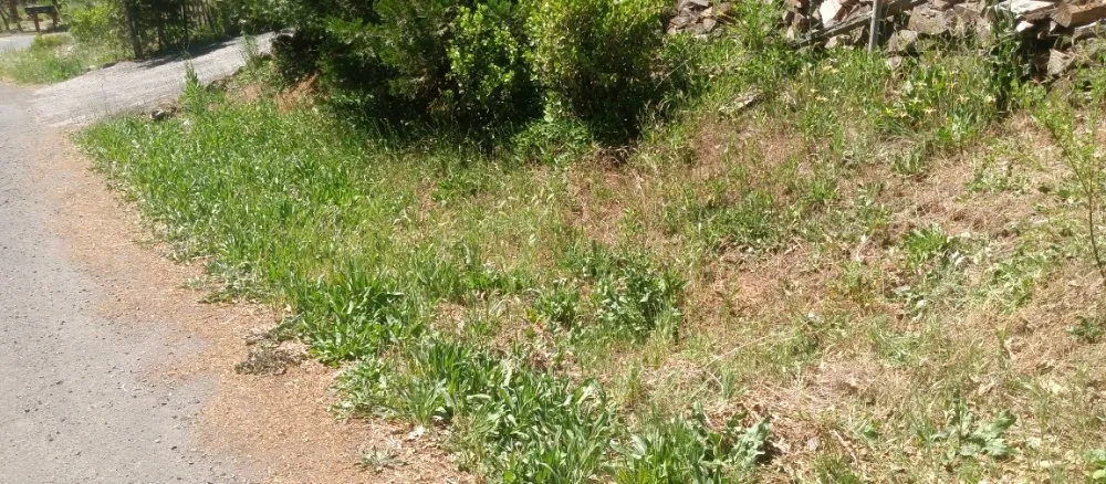 Expert yard maintenance in Paradise, CA by Apex Lawncare