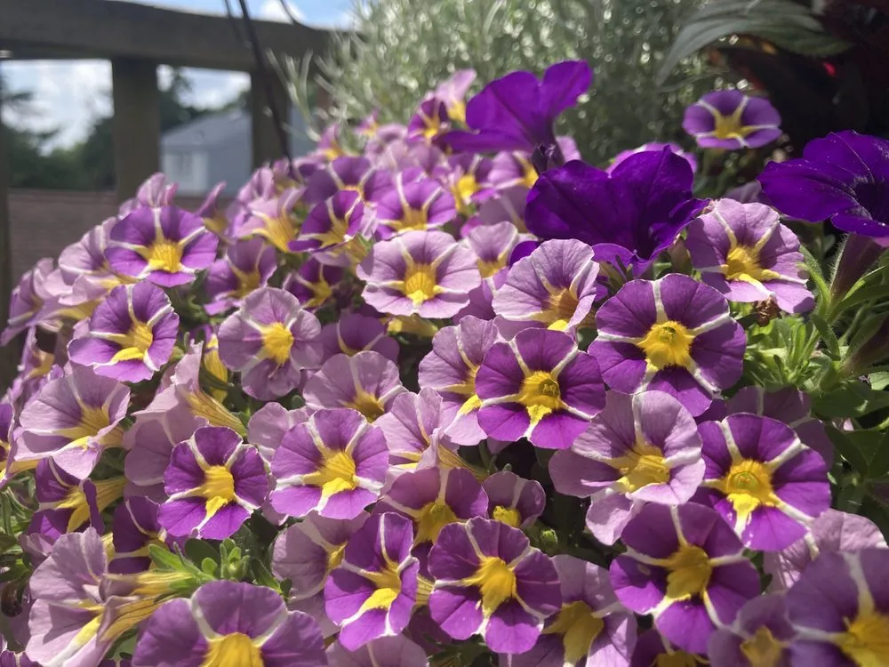 Affordable yard cleanup service experts serving Haddonfield, NJ - Apex Lawnco