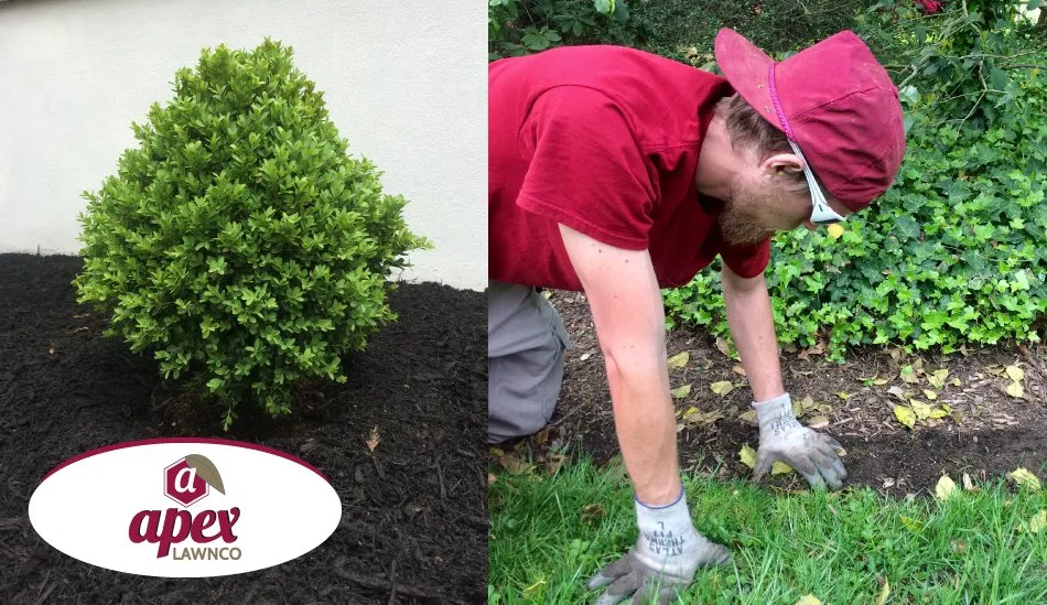 Professional residential landscaping for beautiful yards in Haddonfield, NJ by Apex Lawnco