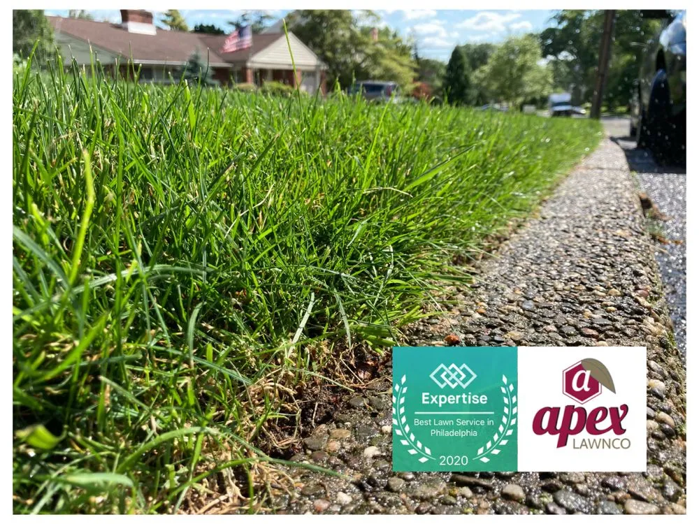 Reliable yard maintenance in Haddonfield, NJ by Apex Lawnco