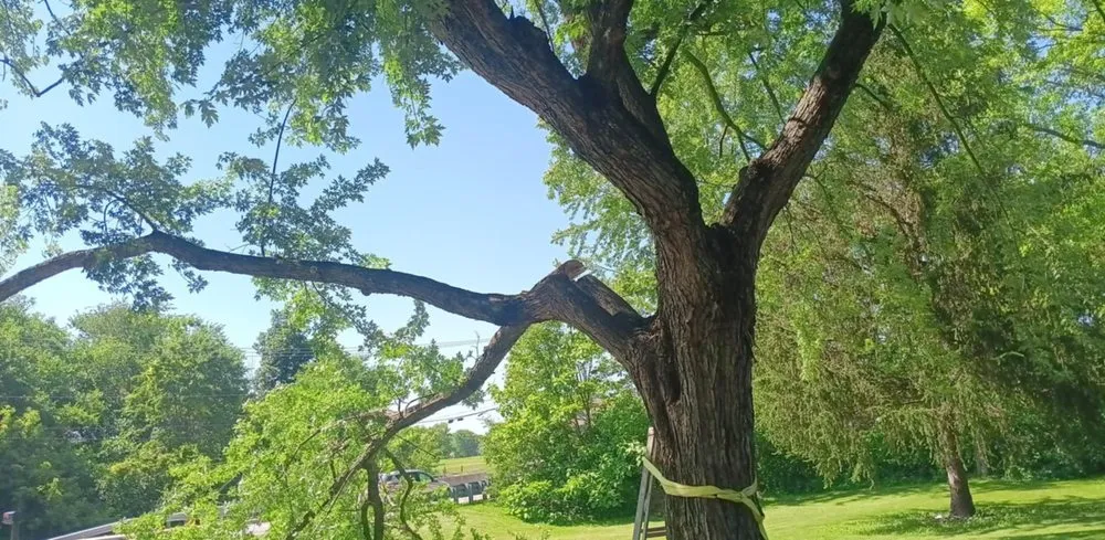 Top-rated lawn care service for beautiful yards across Fort Wayne, IN - Apex Market