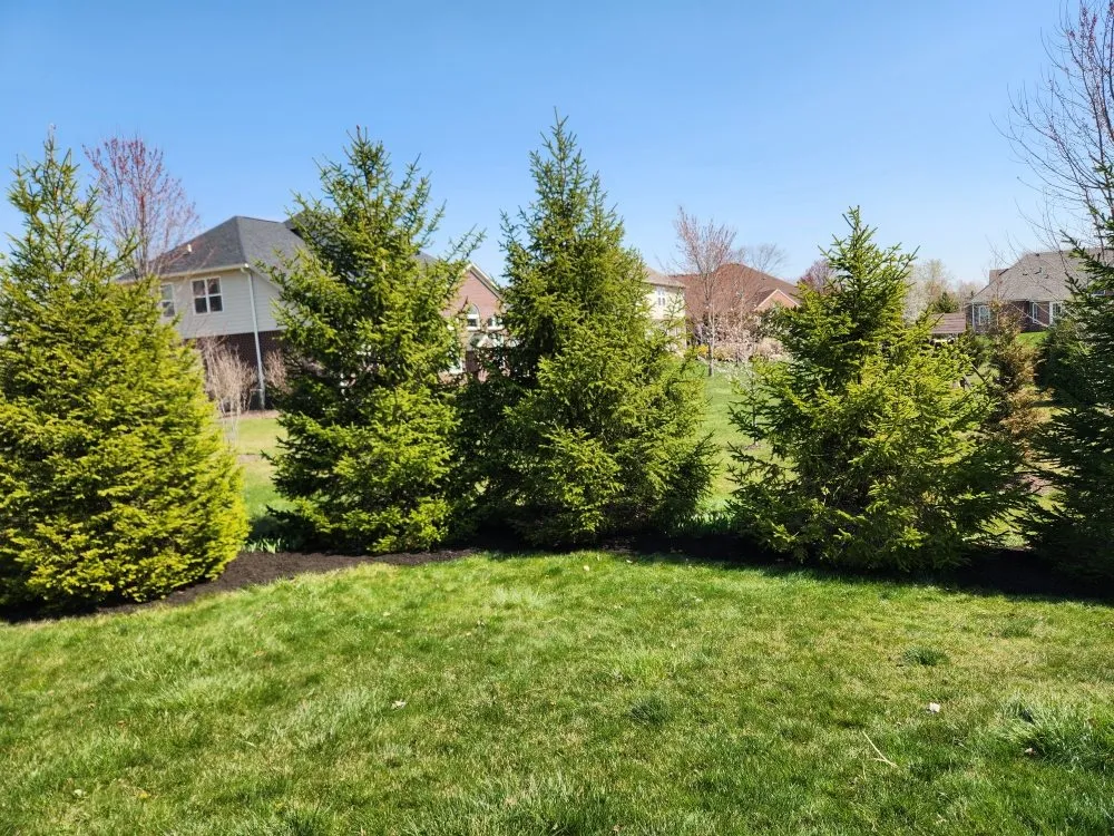 Top-rated yard cleanup service in Avon, IN - Apex Outdoor Contractors