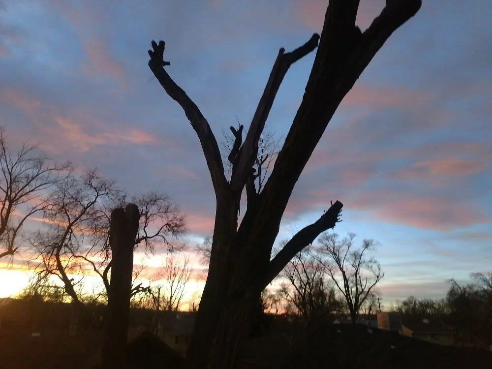 Reliable lawn care service for year-round maintenance across Pueblo, CO - Apex Tree And Crane Service