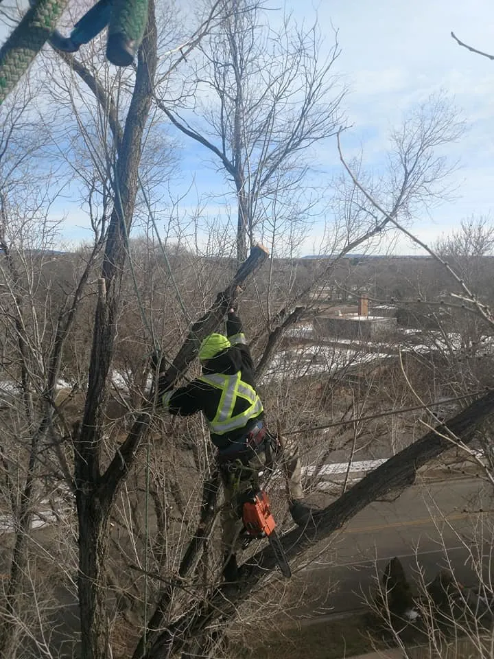 Trusted lawn mowing service in Pueblo, CO - Apex Tree And Crane Service