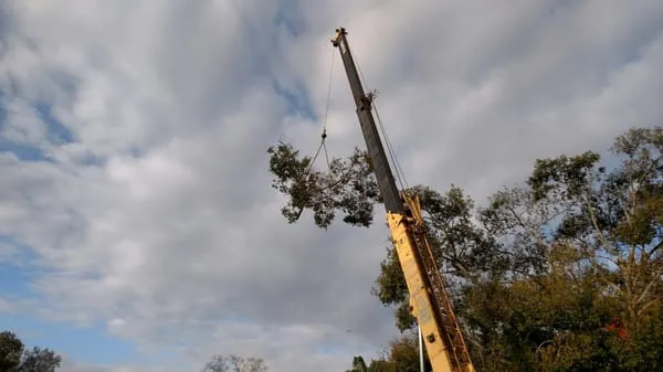 Apex Tree and Landscape Logo