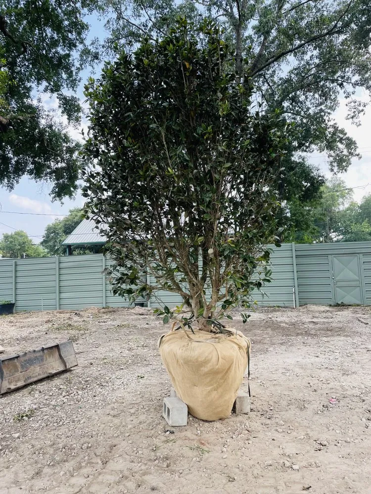 Professional yard cleanup service experts serving Houston, TX - Apexx foundation