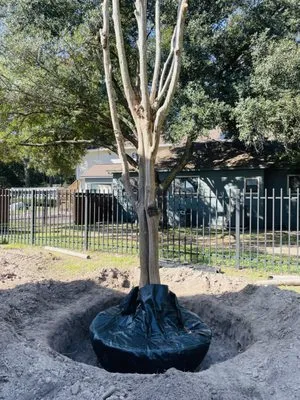 Apexx foundation Logo