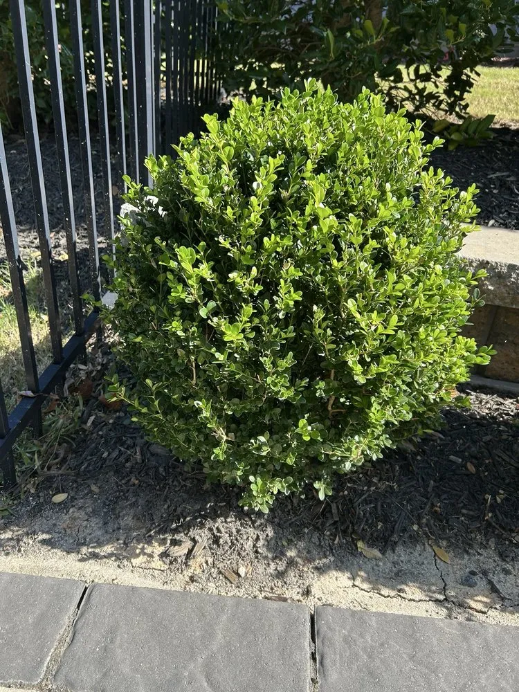 Top-rated landscape design for year-round maintenance in Rock Hill, SC by Apg Lawn Care Services