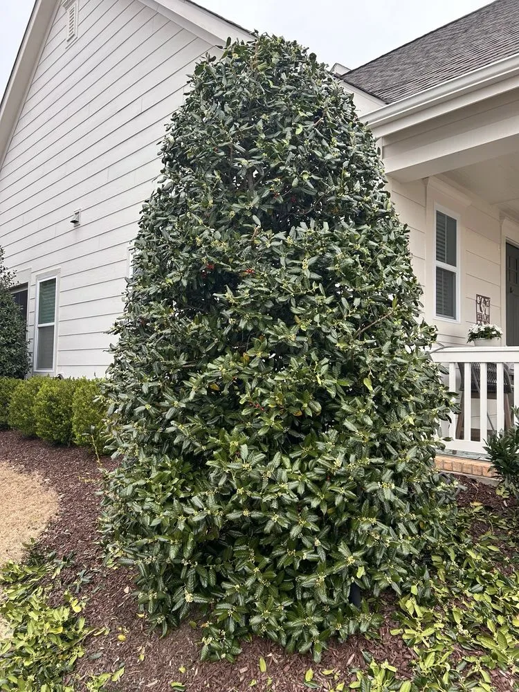 Custom landscaping services experts serving Rock Hill, SC - Apg Lawn Care Services