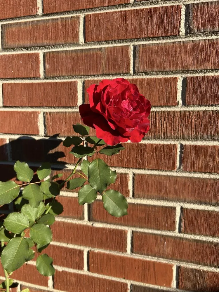 Local yard maintenance in Rock Hill, SC - Apg Lawn Care Services