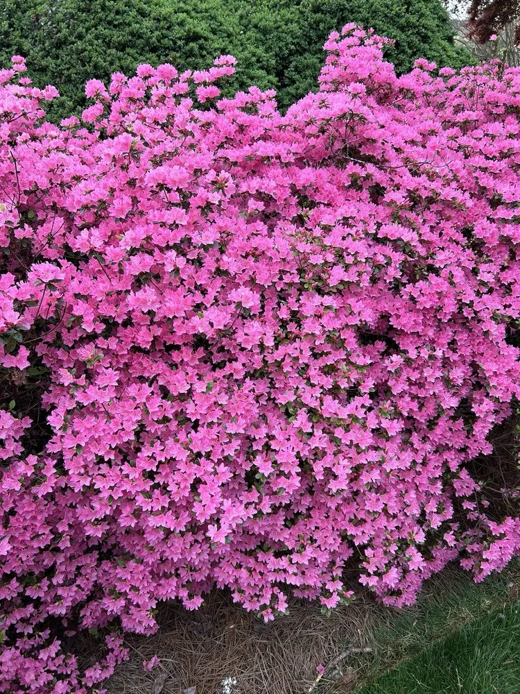 Professional lawn mowing service with custom design in Rock Hill, SC by Apg Lawn Care Services