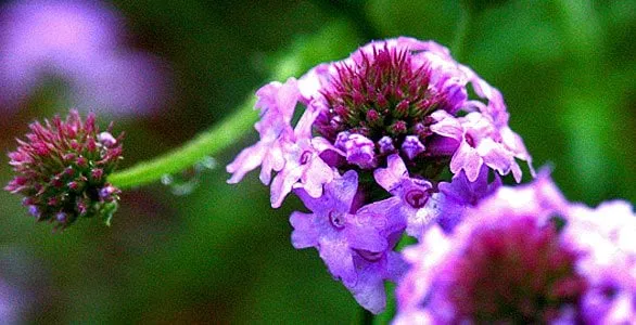 Reliable lawn mowing service with custom design across Lompoc, CA - Apiana Native Landscaping