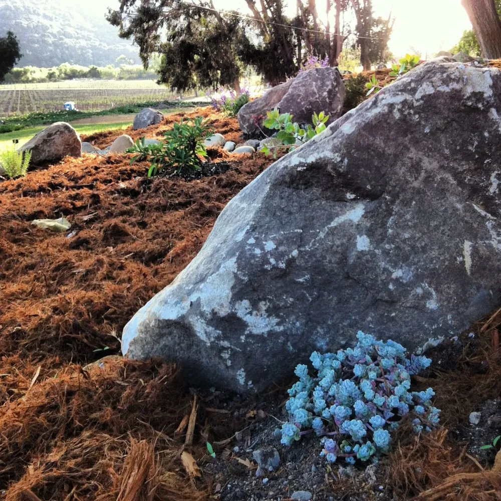 Local yard cleanup service for homes in Lompoc, CA by Apiana Native Landscaping