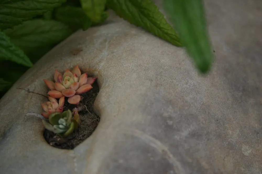 Professional landscape design experts serving Lompoc, CA - Apiana Native Landscaping