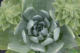 Top-rated yard maintenance in Lompoc, CA by Apiana Native Landscaping