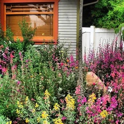 Professional outdoor landscaping experts serving Lompoc, CA - Apiana Native Landscaping