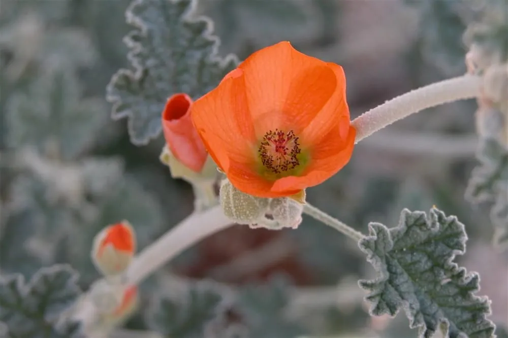 Expert landscaping services for outdoor upgrades in Lompoc, CA by Apiana Native Landscaping