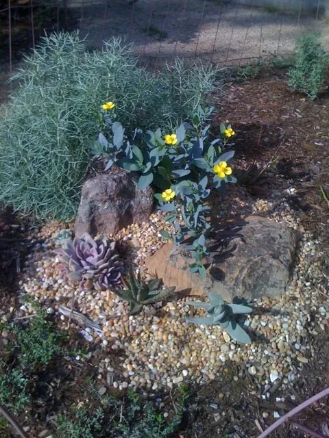 Custom landscape installation for residential properties in Lompoc, CA by Apiana Native Landscaping