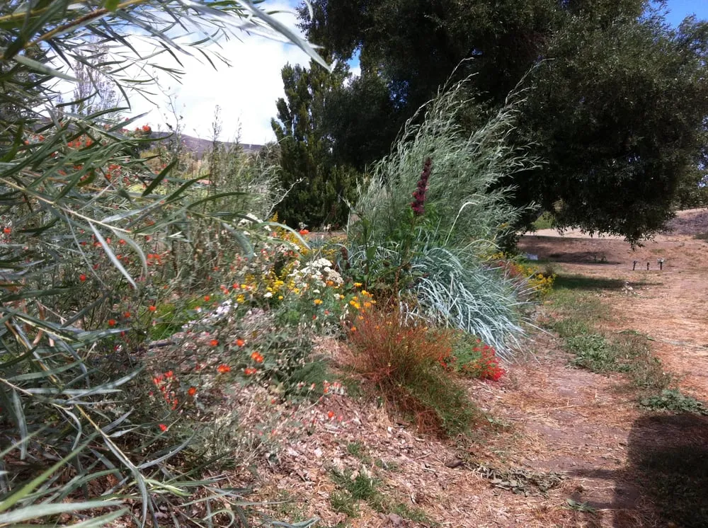 Expert yard cleanup service in Lompoc, CA by Apiana Native Landscaping