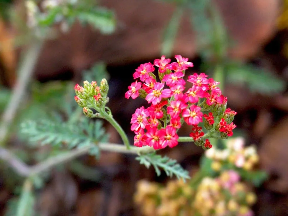 Trusted lawn care service in Lompoc, CA - Apiana Native Landscaping