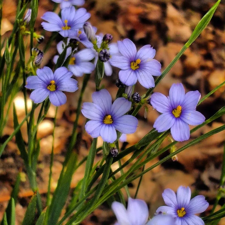 Reliable yard maintenance experts serving Lompoc, CA - Apiana Native Landscaping