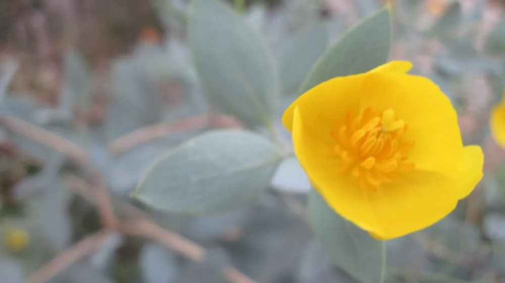 Top-rated outdoor landscaping experts serving Lompoc, CA - Apiana Native Landscaping