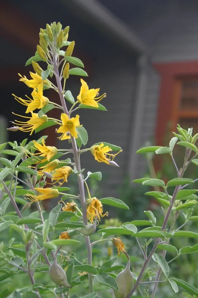 Top-rated lawn mowing service in Lompoc, CA by Apiana Native Landscaping