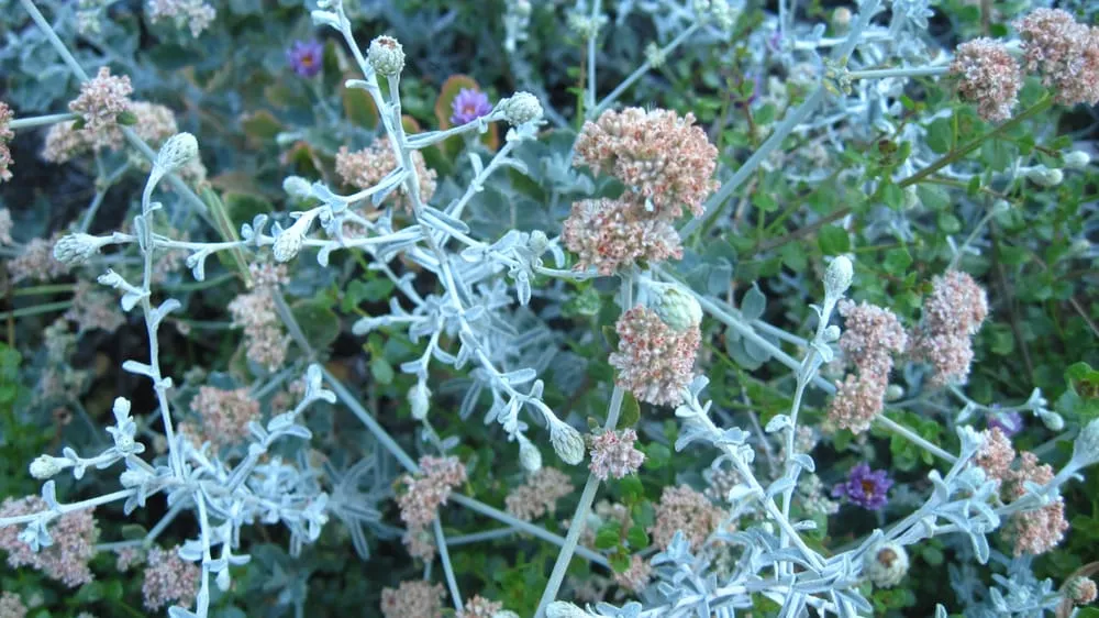 Local lawn mowing service for outdoor upgrades in Lompoc, CA by Apiana Native Landscaping