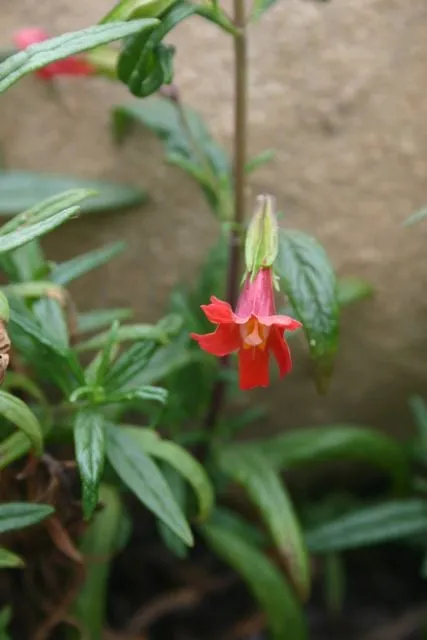 Local landscaping services near you in Lompoc, CA by Apiana Native Landscaping