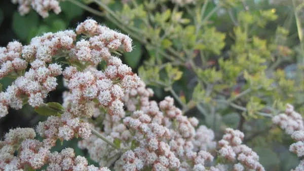 Apiana Native Landscaping