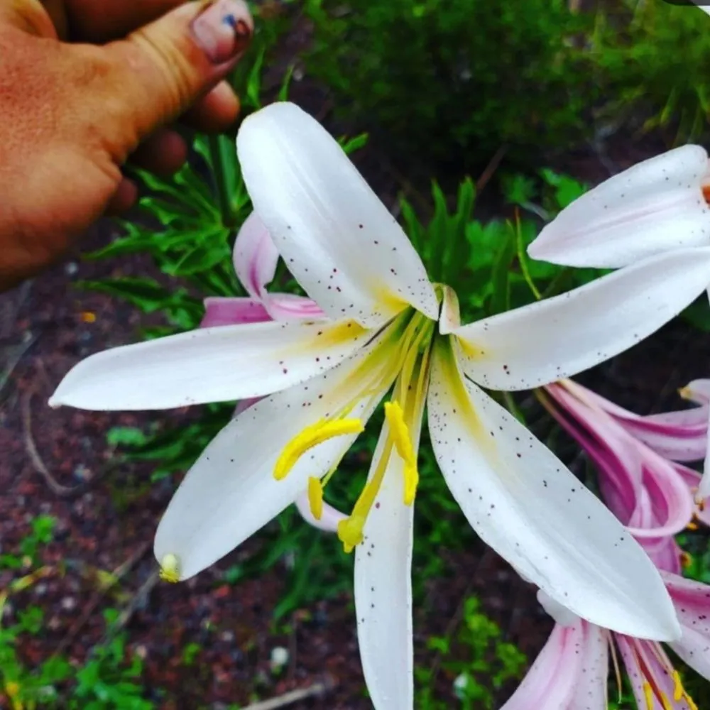 Affordable landscaping services in Portland, OR by Apical Design