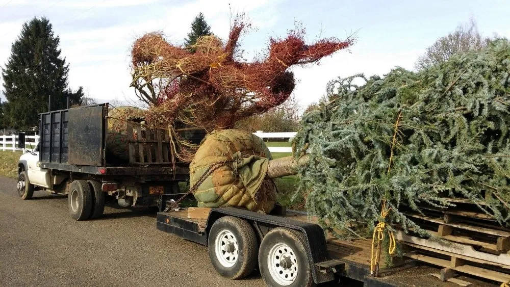 Custom outdoor landscaping in Portland, OR by Apical Design