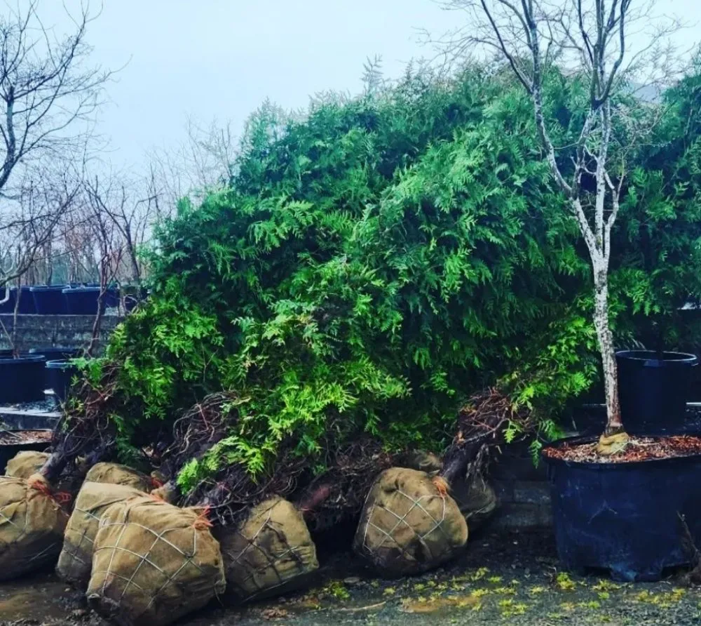 Affordable garden landscaping experts serving Portland, OR - Apical Design