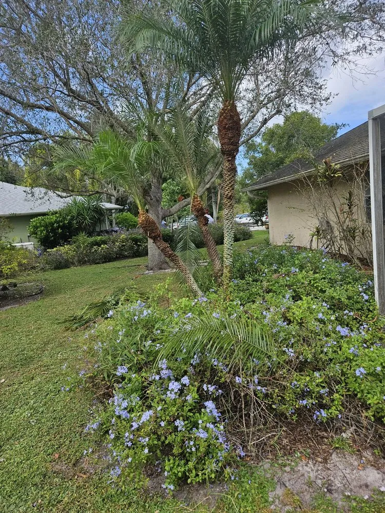 Reliable lawn mowing service for residential properties in Stuart, FL by Aplus lawns