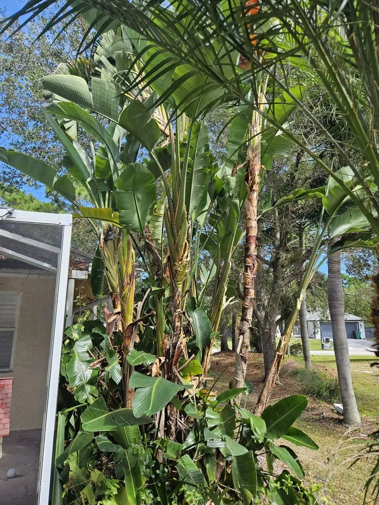 Local landscape installation experts serving Stuart, FL - Aplus lawns