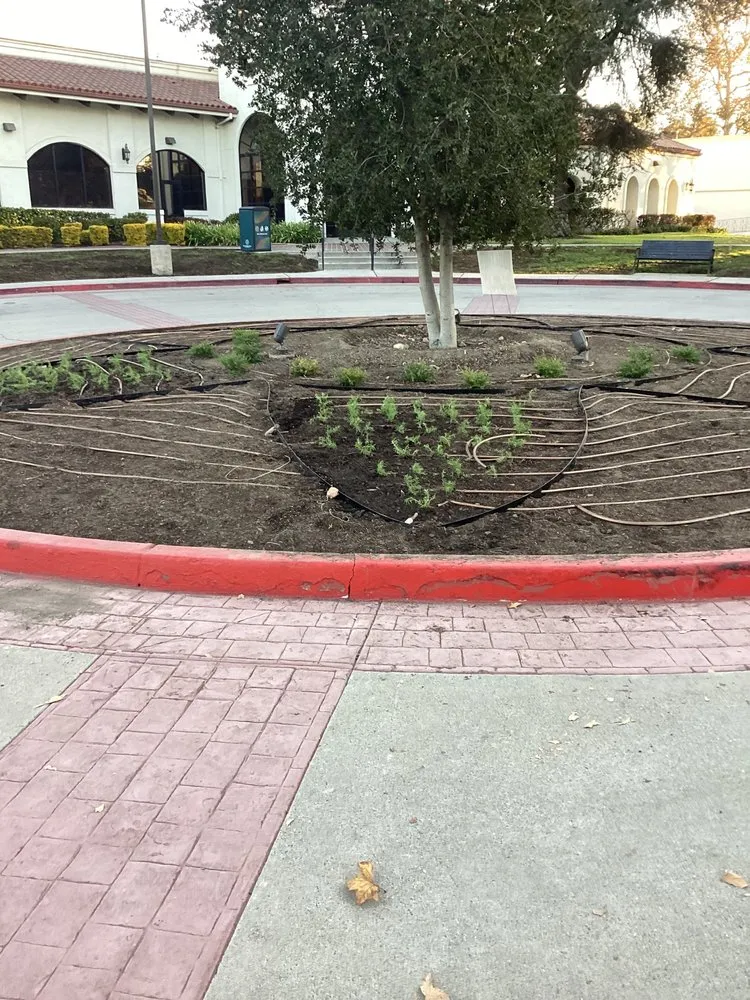 Trusted yard cleanup service in South San Jose Hills, CA - APN Landscaping